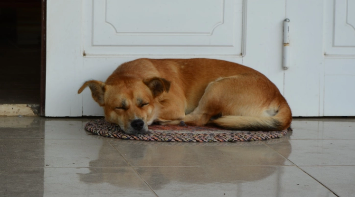 寄生蟲感染症狀