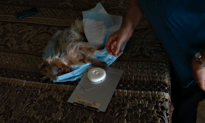 寵物安樂死服務