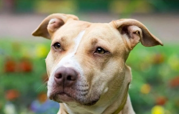 狗狗喜歡的人特質