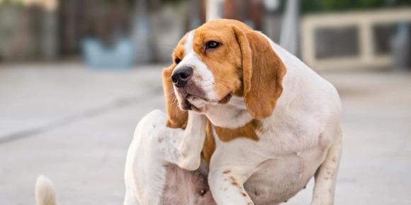 寵物皮膚色素沉澱