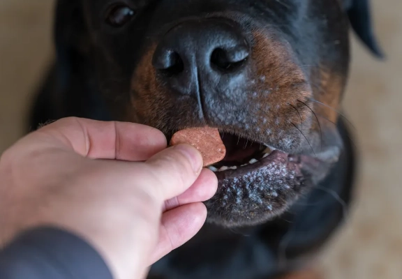 寵物寄生蟲藥推薦