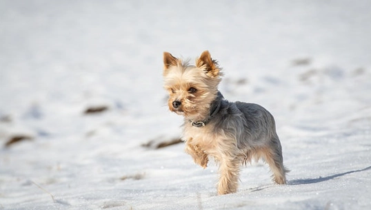 狗狗認知功能障礙