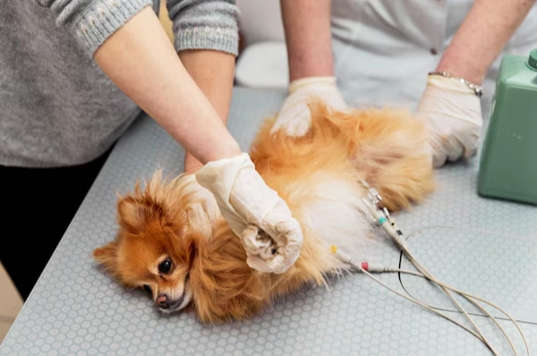 心絲蟲癲癇治療