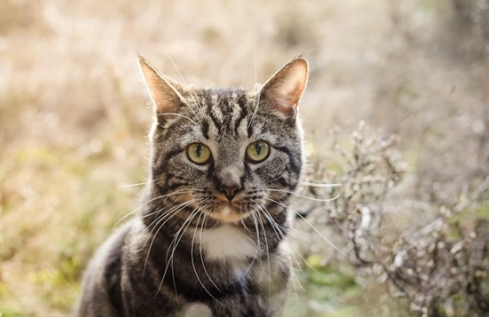 貓皮膚過敏 貓皮膚過敏