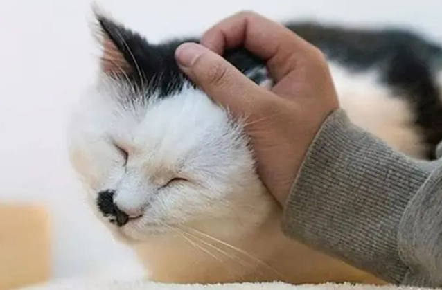 寵物安樂死決策