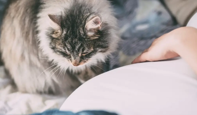 貓皮膚過敏 貓皮膚過敏