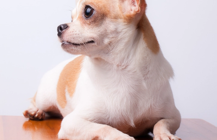 寵物皮膚炎藥膏