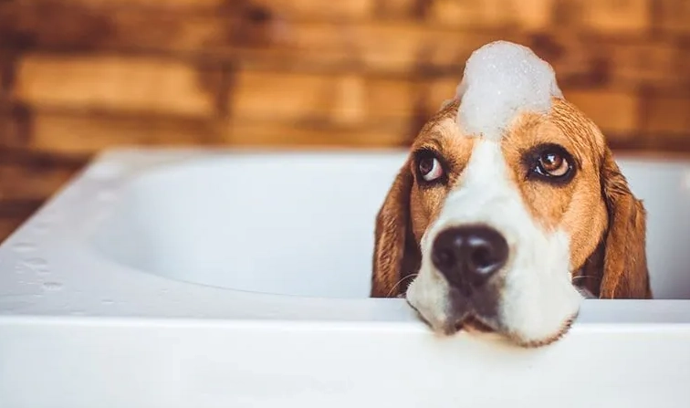 幼犬洗澡技巧 幼犬洗澡技巧