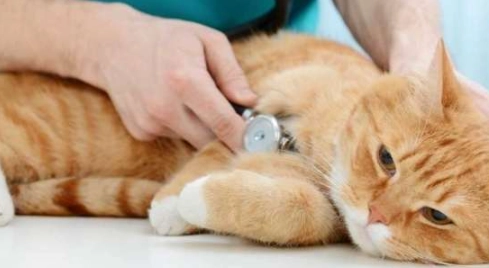 貓癲癇檢查費用