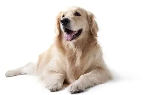 狗狗不趴下原因