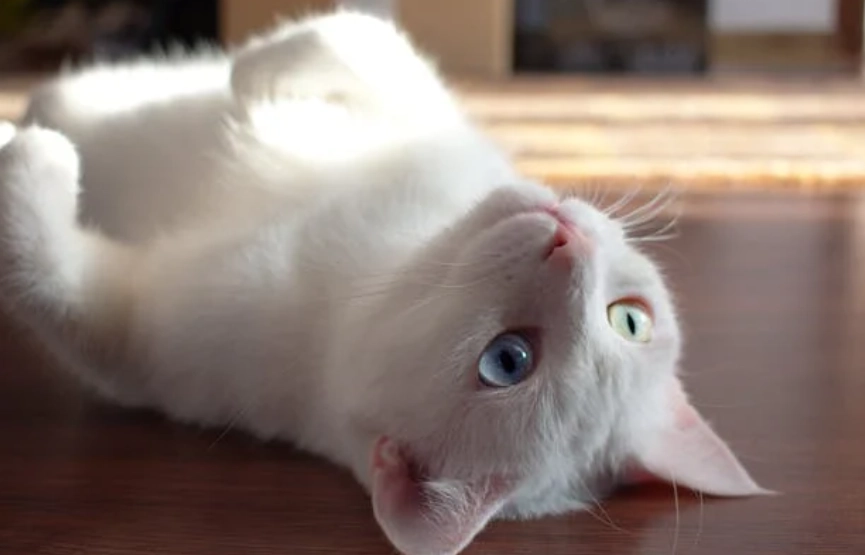 貓咪皮膚病原因