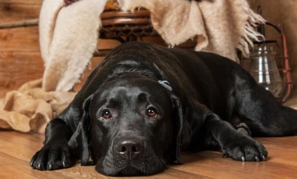 狗狗神經炎症狀 狗狗神經炎症狀