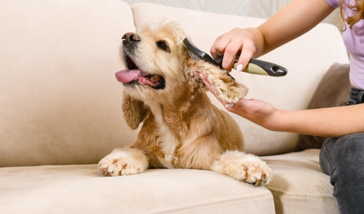 狗狗皮膚過敏治療 狗狗皮膚過敏治療