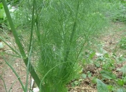 茴香種植常見問題