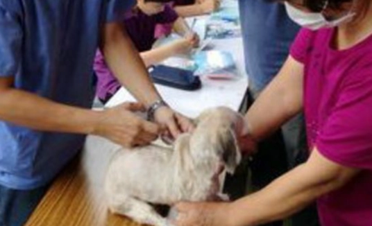 狗狗心絲蟲晚期