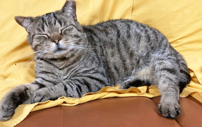 香港貓全口拔牙手術費用