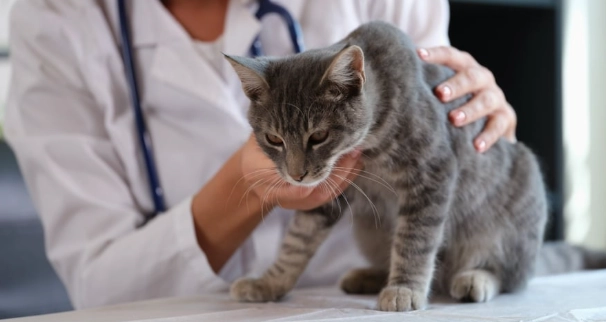 貓皮膚病症狀 貓皮膚病症狀