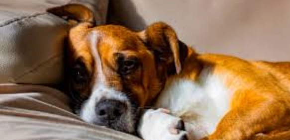 老年狗流口水原因