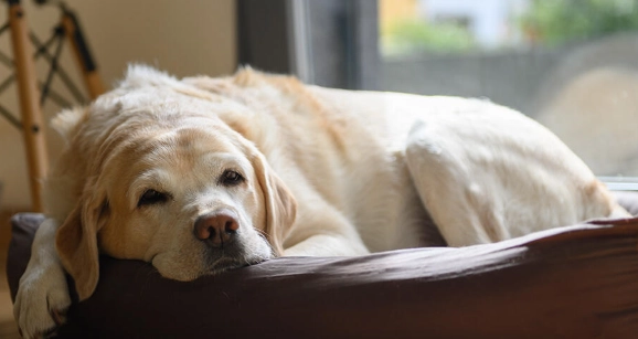 狗狗安樂死時機