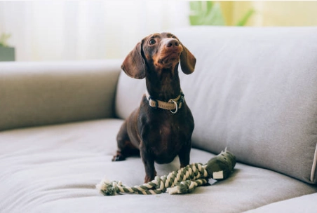 臘腸狗背痛治療