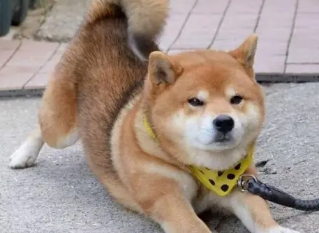 狗背部拱起原因 狗背部拱起原因