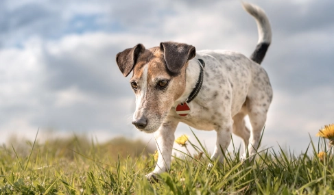 狗狗過敏症狀 狗狗過敏症狀