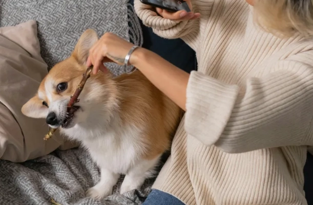 狗狗開胃藥不良反應