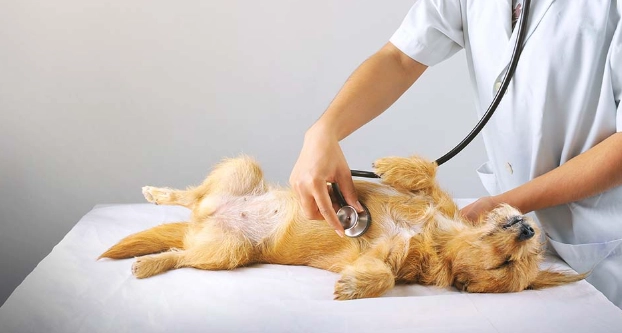 如何預防心絲蟲