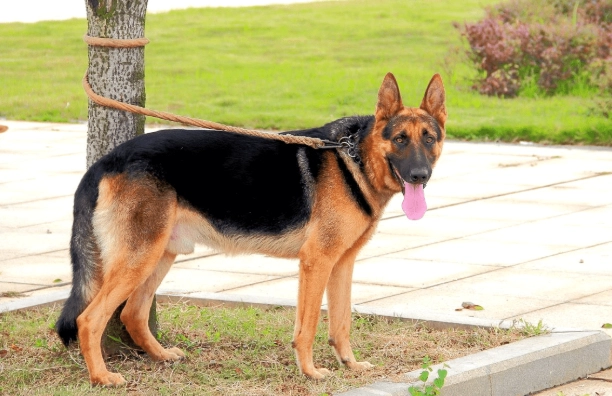 狗前庭神經炎治療