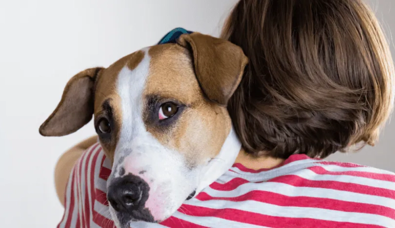 狗狗身上長痘痘