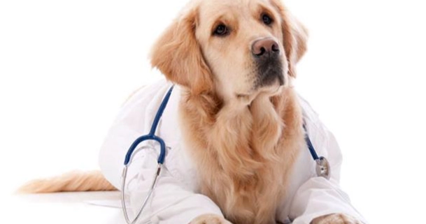 心絲蟲預防藥 心絲蟲預防藥