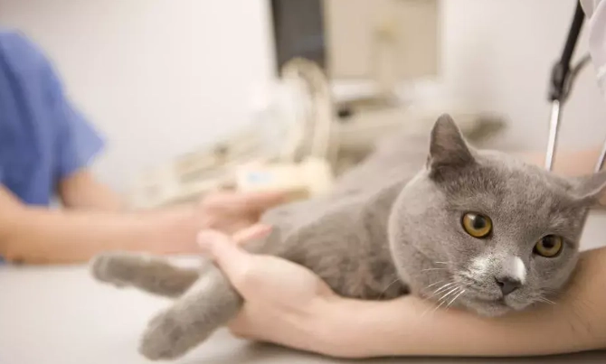 貓癲癇用藥價格