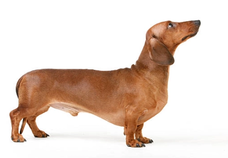 狗狗椎間盤突出照護