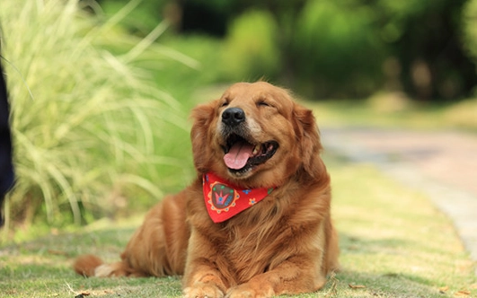 狗狗皮膚變黑原因