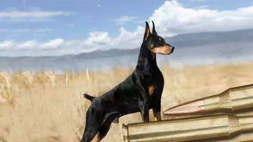 老年狗如廁訓練