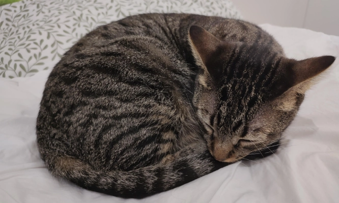 貓全口拔牙香港價格