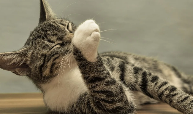 貓咪皮膚濕疹症狀