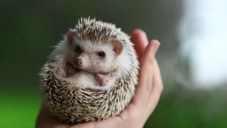 飼養刺蝟老鼠