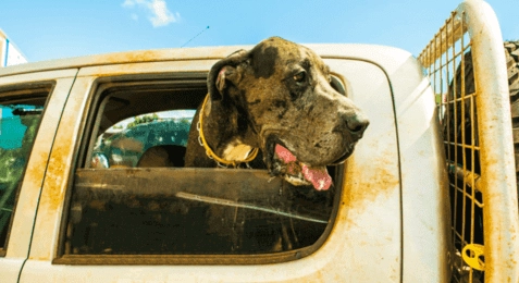 狗狗流口水原因