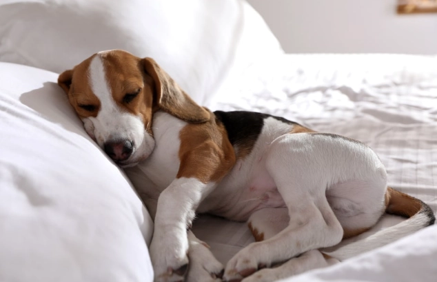 狗狗頭部抽搐原因