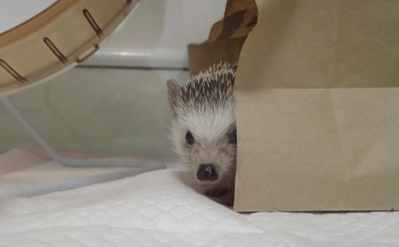 刺猬寵物照顧