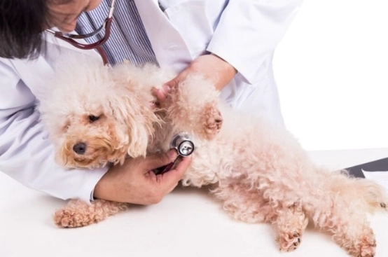 犬心寶不良反應