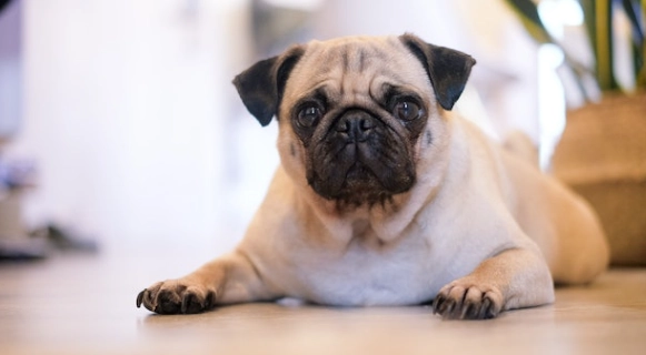 軟顎切除手術花費