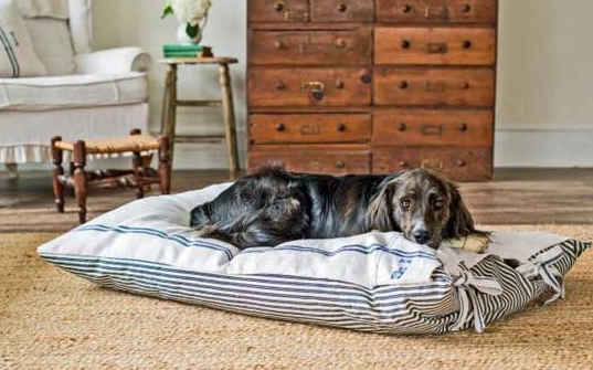 狗狗認知障礙症狀