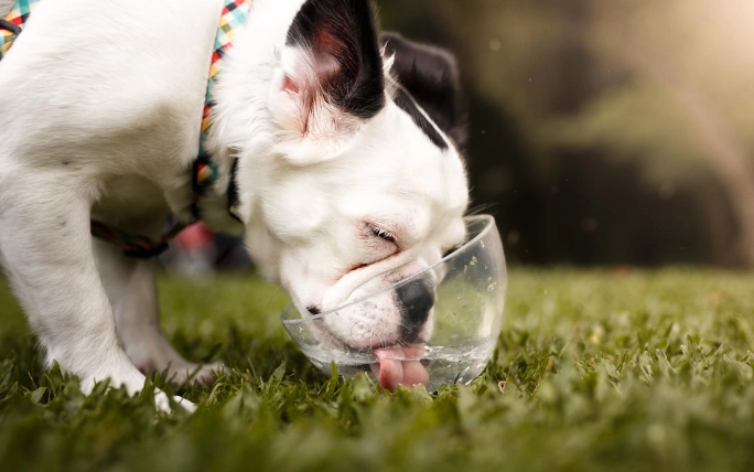 短吻犬呼吸評估