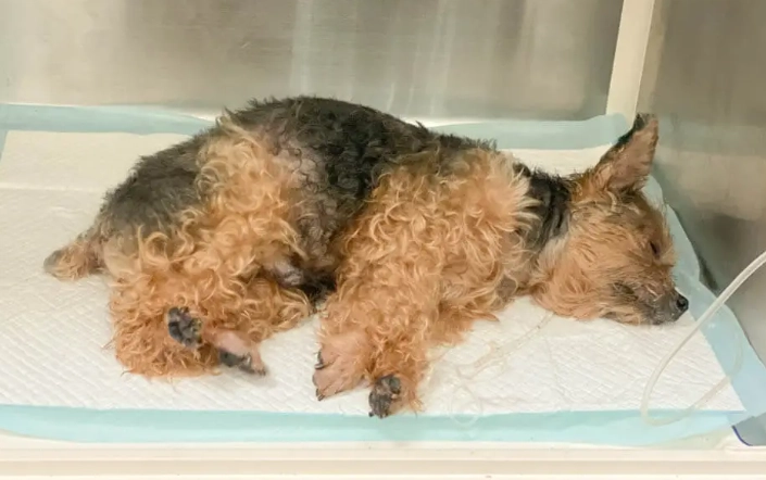 狗腎衰竭臨終症狀