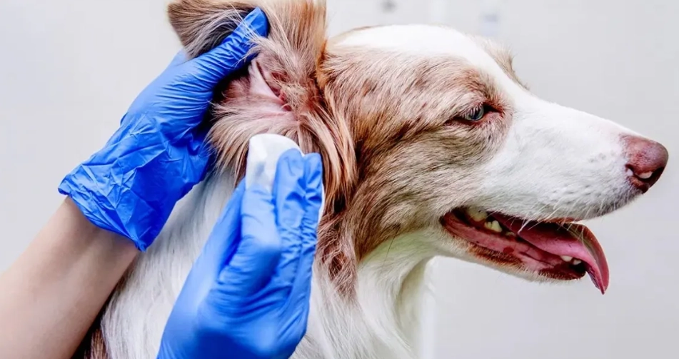 幼犬洗澡技巧 幼犬洗澡技巧