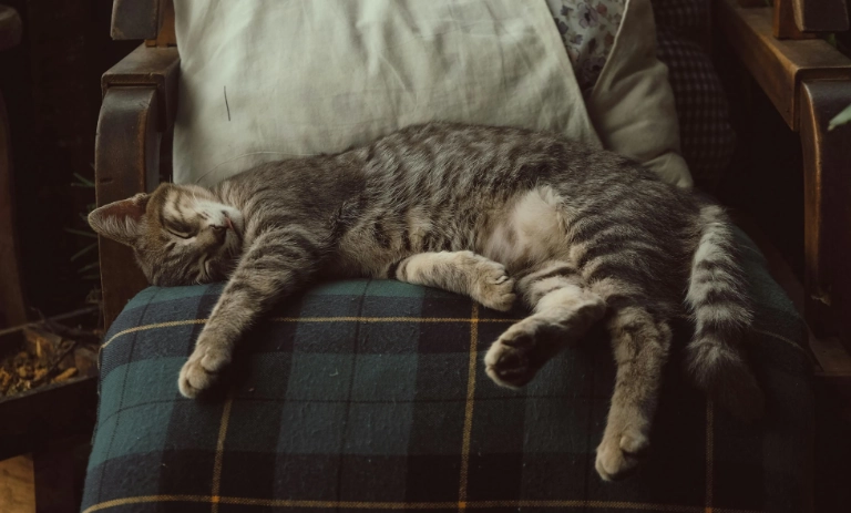 貓咪皮膚病傳染 貓咪皮膚病傳染