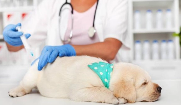 狗狗心絲蟲藥多久吃 狗狗心絲蟲藥多久吃