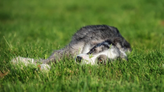 狗狗失智壽命 狗狗失智壽命